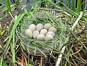 Canada Goose Nest with Eggs