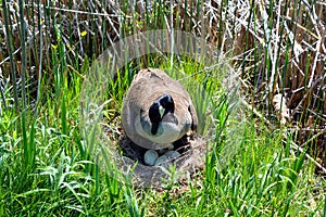 Canada goose nest and eggs