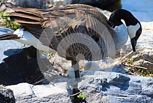 Canada Goose on Nest