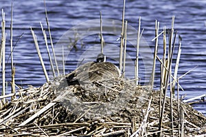 Canada Goose nesting