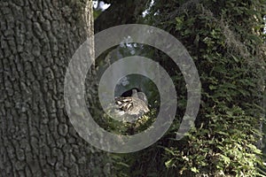 Canada goose nesting up in live oak tree with ressurection fern photo
