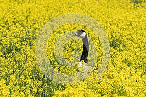 Canada Goose Nesting in Yellow Wildflower Meadow