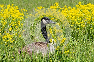 Canada Goose Nesting in Yellow Wildflower Meadow
