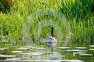 Canada goose with newly hatched chicks behind grass
