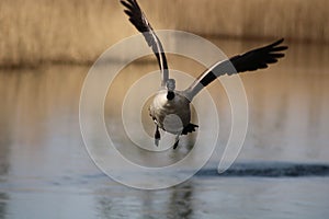 Canada goose at newport wetlands reserve