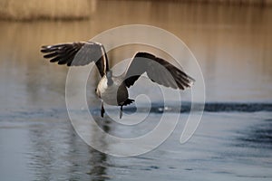 Canada goose at newport wetlands reserve