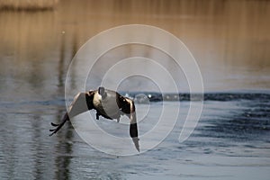 Canada goose at newport wetlands reserve