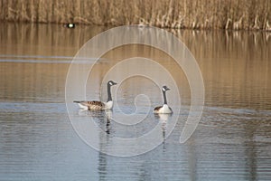 Canada goose at newport wetlands reserve