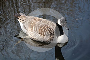 Canada goose at newport wetlands reserve