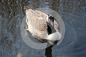 Canada goose at newport wetlands reserve