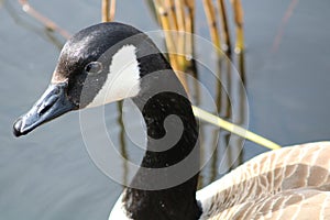 Canada goose at newport wetlands reserve