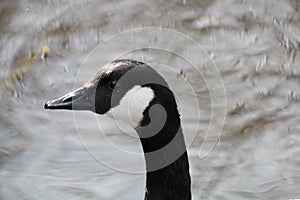 Canada goose at newport wetlands reserve