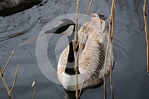 Canada goose at newport wetlands reserve