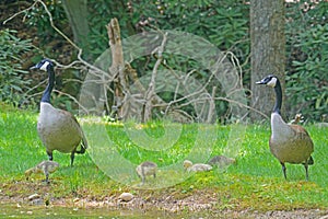 Canada Goose pair with babies.