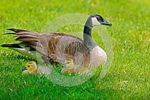 Canada Goose parent with two babies.