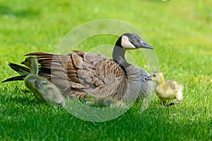 Canada Goose parent with two babies.
