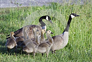 Canada Goose parents and baby goslings, Georgia, USA