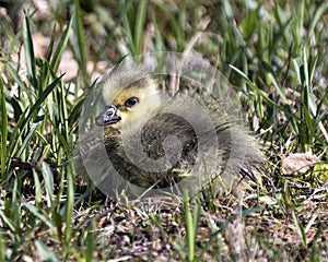 Canada Goose Photo. Canadian baby gosling close-up profile view resting on grass in its environment and habitat. Canada Goose