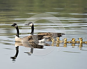 Canada Goose Photo. Canadian Geese with their gosling babies swimming and displaying their wings, head, neck, beak, plumage in