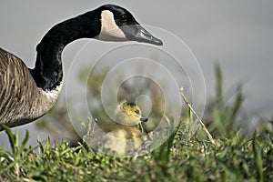 Canada Goose Photo. Canadian Goose adult and baby gosling close-up profile view resting on grass in their environment and habitat