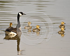 Canada Goose Photo. Canadian Goose with gosling babies swimming and displaying their wings, head, neck, beak, plumage in their