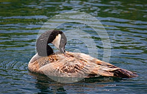 Canada Goose