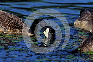 Canada Goose in pondweed 50390