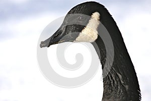 Canada Goose Portrait