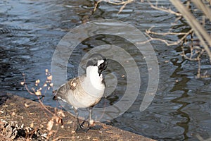 Canada Goose Preening While Standing by Water