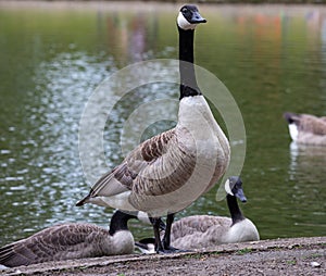 Canada goose in a public park Wallasey Wirral July 2019