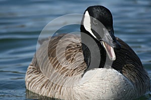 Canada goose quack