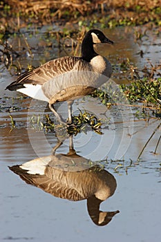 Canada Goose with reflection in marsh.