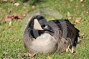 The Canada Goose at rest in the sunshine at the park