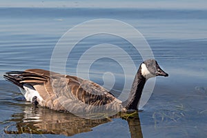 Canada Goose resting on calm waters of the sea  isolated  selective focus  copy space  close up