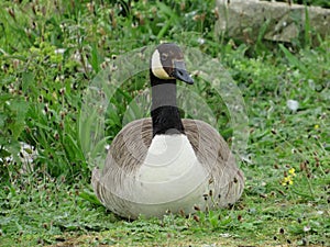 Canada Goose resting on grass