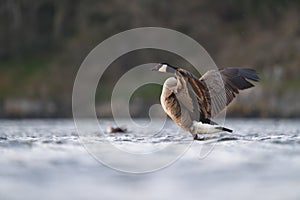 Canada goose resting at lakeside photo