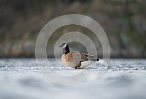 Canada goose resting at lakeside photo