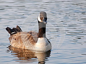 Canada goose in river