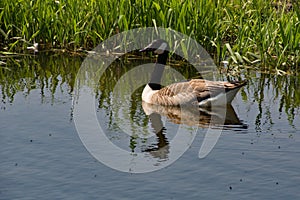 A Canada Goose on the River Stort near Sawbridgeworth in East Hertfordshire