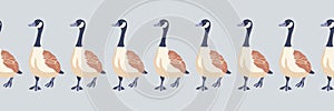 Canada goose. Seamless border of Canada gees moving forward. English style pattern. Vintage style color birds. Vector illustration