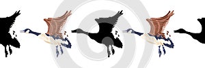 Canada goose. Seamless borders. Vector pattern of vintage style colored illustration and black silhouettes of birds.