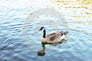 Canada goose serenely Swimming in blue water with wake and reflection