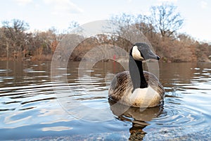 Canada Goose single swimming in central park NYC front profile showing the head with blurred background