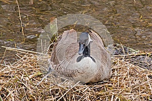 Canada goose sitting on its nest in the marsh