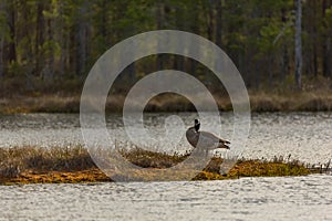 Canada goose sitting in a moss on an island in a swamp. Knuthojdmossen, Sweden