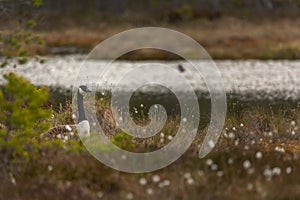 Canada goose sitting in a moss in a swamp. Knuthojdmossen, Sweden