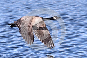 Canada Goose Skimming Across A Lake