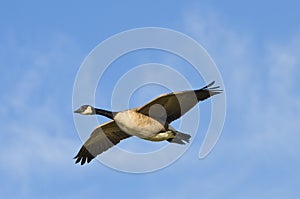 Canada Goose Soar