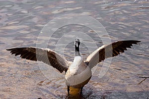 Canada Goose, a species of Geese, shows off his wingspan