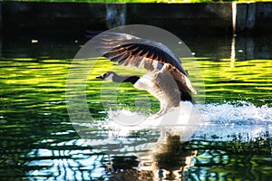 Canada goose splash landing